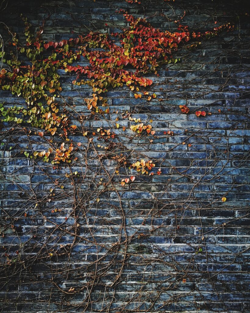 Leaves on Wall
